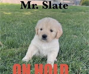 Medium English Cream Golden Retriever