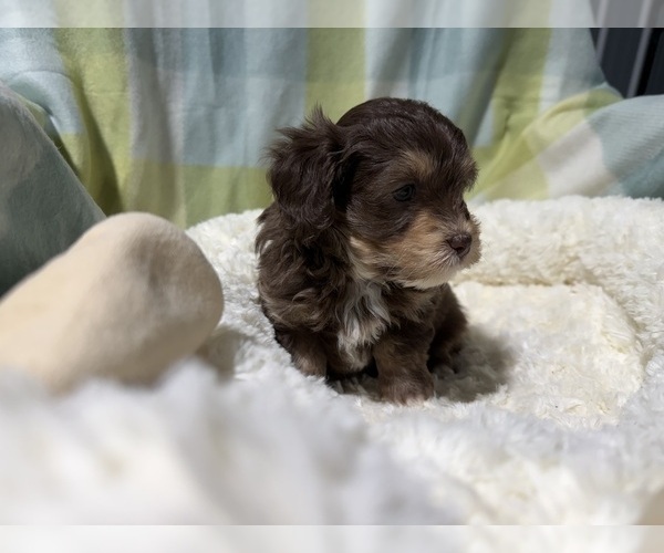 Medium Photo #4 Havapoo Puppy For Sale in GUTHRIE, KY, USA