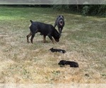 Small #28 Cane Corso-Rottweiler Mix
