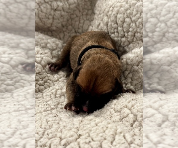 Medium Photo #2 Boxer Puppy For Sale in BRUSH CREEK, TN, USA