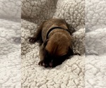 Small #1 Boxer