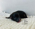 Small Photo #3 Miniature Australian Shepherd Puppy For Sale in MARYSVILLE, IN, USA