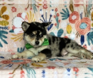 Pomsky-Shiba Inu Mix Puppy for sale in LANCASTER, PA, USA