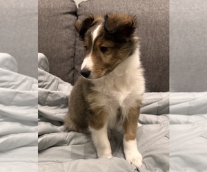 Shetland Sheepdog Puppy for sale in TOWSON, MD, USA