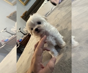 Maltichon Puppy for sale in CONWAY, SC, USA