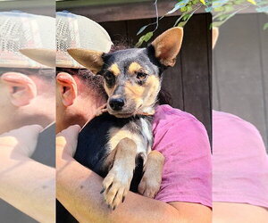 Chiweenie Dogs for adoption in Missouri City, TX, USA
