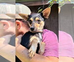 Thomasina - Female Chiweenie Dog for Adoption - Small photo
