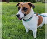 Small #3 Jack Russell Terrier Mix