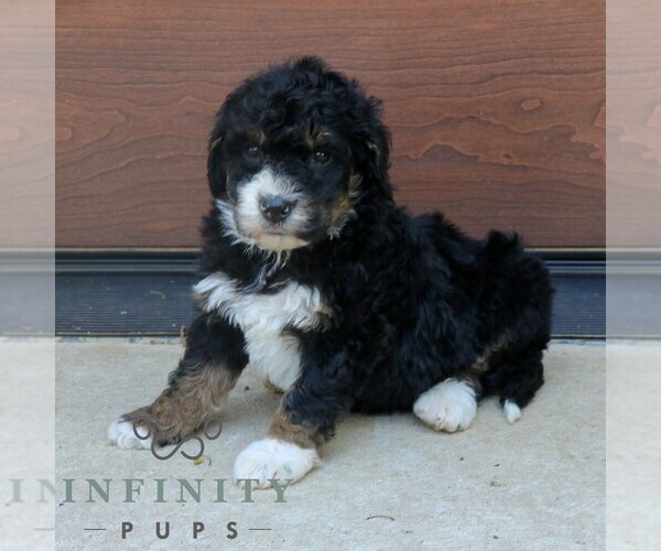 Medium Photo #5 Bernedoodle (Miniature) (+ Poodle Miniature) Puppy For Sale in NARVON, PA, USA