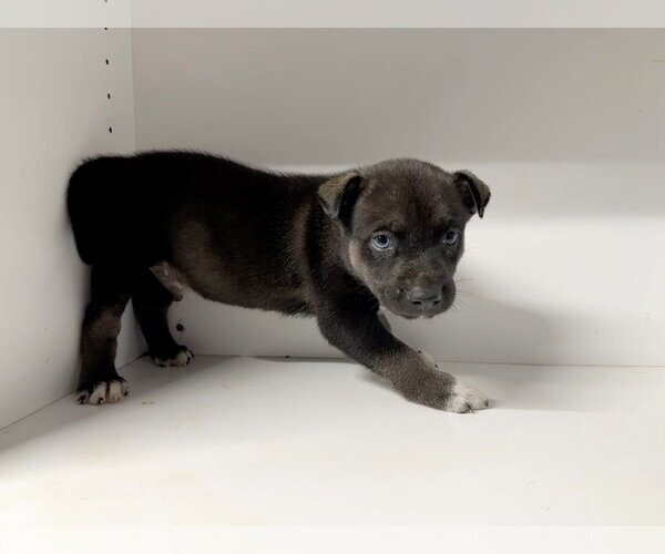Medium Photo #9 Labrador Retriever-Unknown Mix Puppy For Sale in San Diego, CA, USA