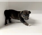 Small #8 Labrador Retriever Mix