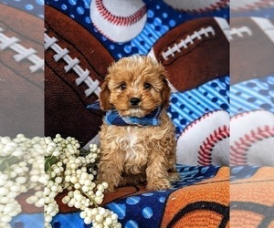 Cavapoo Puppy for sale in QUARRYVILLE, PA, USA