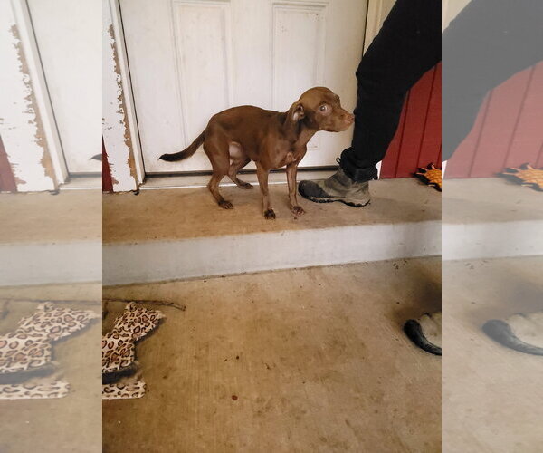 Medium Photo #4 Dachshund-Unknown Mix Puppy For Sale in Sequim, WA, USA
