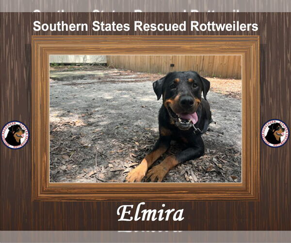 Medium Photo #4 Rottweiler-Unknown Mix Puppy For Sale in White Hall, AR, USA