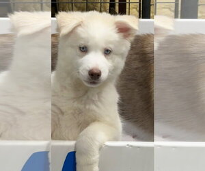 Pyrenees Husky Dogs for adoption in Cumming, GA, USA