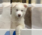 Small Pyrenees Husky