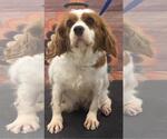 Small #4 Cavalier King Charles Spaniel