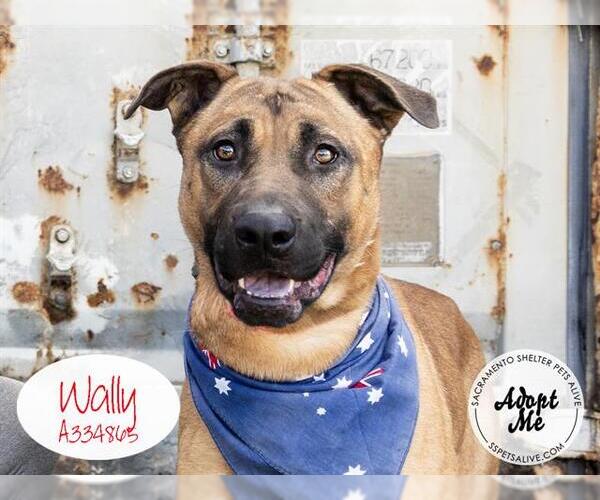 Medium Photo #1 German Shepherd Dog-Unknown Mix Puppy For Sale in Stockton, CA, USA