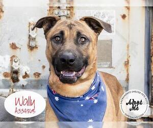 German Shepherd Dog-Unknown Mix Dogs for adoption in Stockton, CA, USA