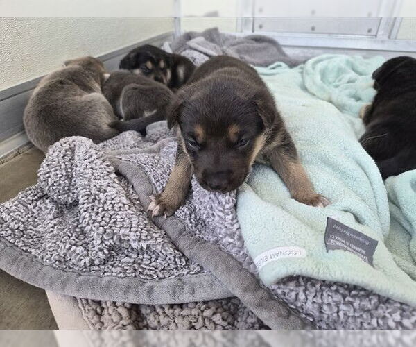 Medium Photo #1 German Shepherd Dog-Unknown Mix Puppy For Sale in Corona, CA, USA