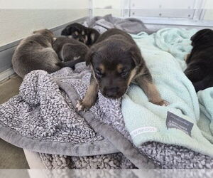 German Shepherd Dog-Unknown Mix Dogs for adoption in Corona, CA, USA