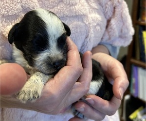 Portuguese Water Dog Litter for sale in BAYTOWN, TX, USA