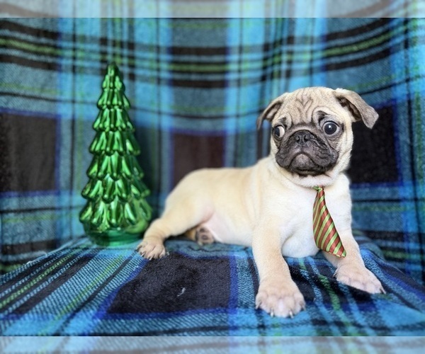 Medium Photo #6 Pug Puppy For Sale in LAKELAND, FL, USA