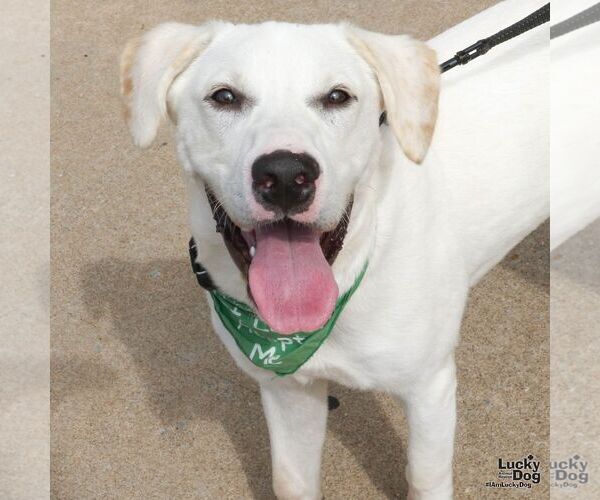 Medium Photo #6 Labrador Retriever-Retriever  Mix Puppy For Sale in Washington, DC, USA