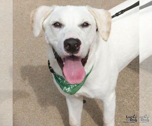 Fluffer Nugget - Male Labrador Retriever-Retriever  Mix Dog for Adoption - Photo #6