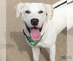 Small Photo #6 Labrador Retriever-Retriever  Mix Puppy For Sale in Washington, DC, USA