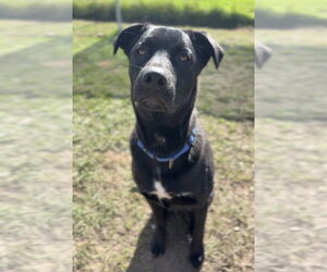 Bubbie - Male Mutt Dog for Adoption - Photo #4