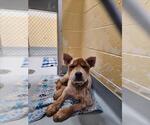 Small Chow Chow Mix