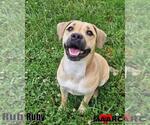 Small #1 Beagle-Black Mouth Cur Mix
