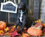 Small Photo #1 Great Dane Puppy For Sale in FREDERICKTOWN, PA, USA