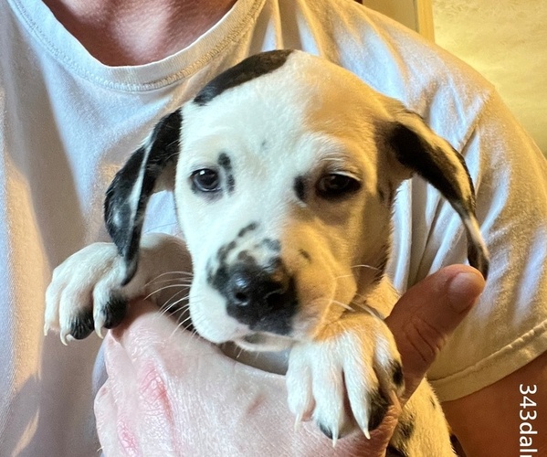 Medium Photo #4 Dalmatian Puppy For Sale in VINEMONT, AL, USA
