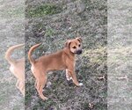 Small #10 Black Mouth Cur Mix