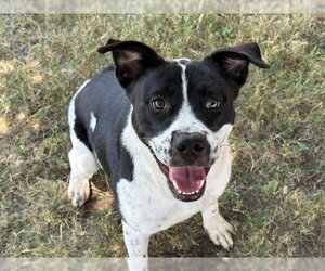 Border Collie-Unknown Mix Dogs for adoption in Tulsa, OK, USA