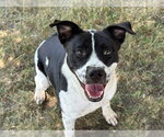 Small Border Collie Mix