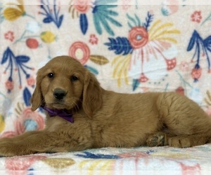 Golden Retriever Puppy for sale in LANCASTER, PA, USA