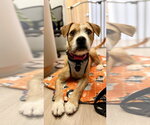 Small #7 Border Collie-Parson Russell Terrier Mix