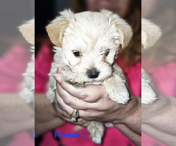 Medium Photo #1 Morkie Puppy For Sale in WACO, TX, USA