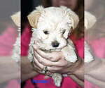 Image preview for Ad Listing. Nickname: Dedee