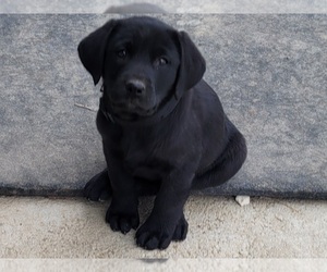 Labrador Retriever Puppy for sale in MARCELINE, MO, USA