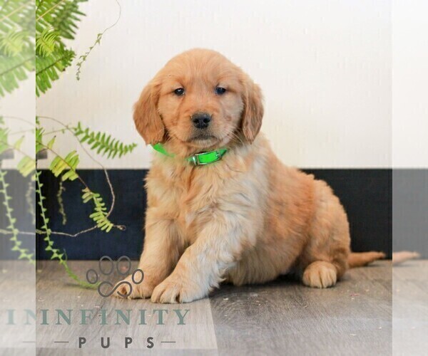 Medium Photo #1 Golden Retriever Puppy For Sale in LITITZ, PA, USA