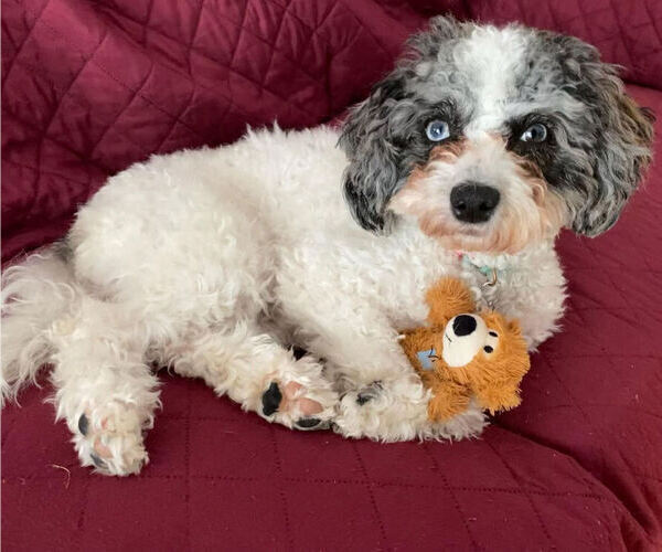 Medium Photo #1 Poochon Puppy For Sale in AUBURN, MA, USA