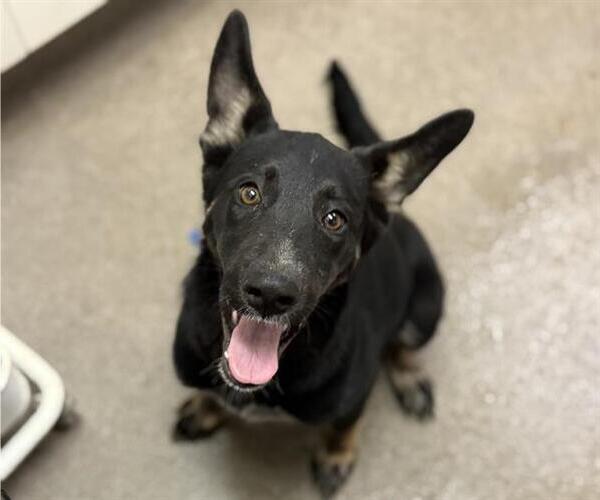 Medium Photo #1 German Shepherd Dog-Unknown Mix Puppy For Sale in HESPERIA, CA, USA