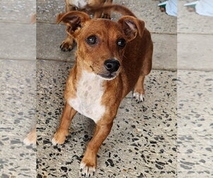 Chiweenie Dogs for adoption in Horn Lake, MS, USA