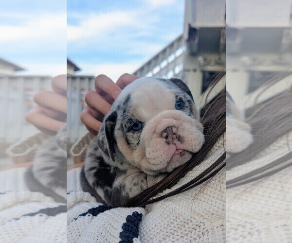 Medium Photo #3 English Bulldog Puppy For Sale in RIVERSIDE, CA, USA
