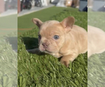 Small #23 French Bulldog