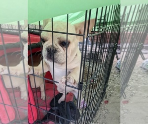French Bulldog Puppy for sale in PHOENIX, AZ, USA